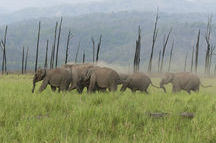 Herd of Asiatic elephants Herd of Asiatic elephants
